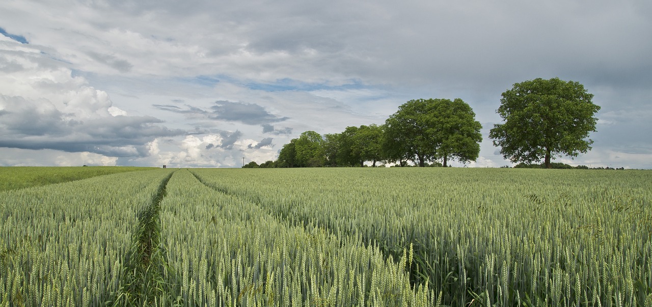 gallery/ca5cbb3e47366a8f9d3e346c18079750